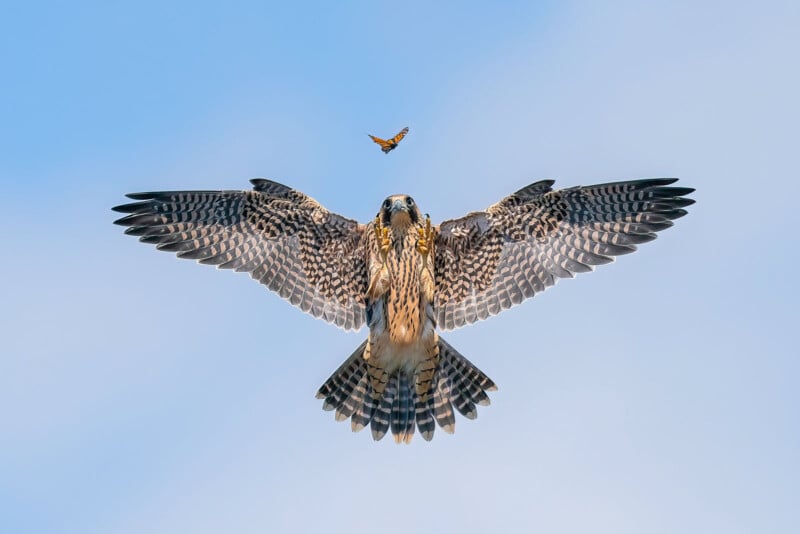 Een majestueuze havik met zijn vleugels volledig open zweeft in een helderblauwe lucht, recht naar de camera gericht. Boven de vogel fladdert een kleine vlinder, waardoor een charmant contrast ontstaat tussen het roofdier en het delicate insect.