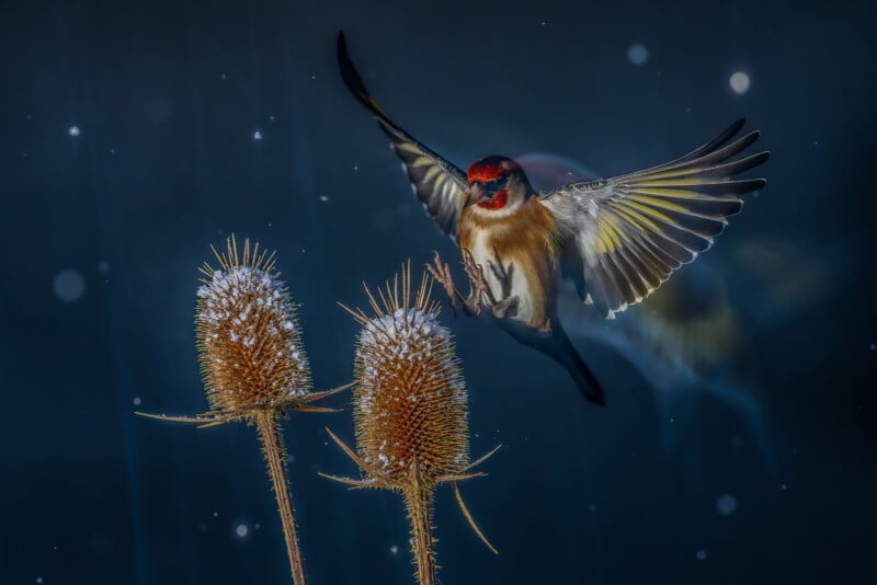 A vibrant bird with a red face and yellow wing feathers hovers mid-air near two frost-covered thistle plants. The background is dark and blurry, with small white snowflakes scattered throughout the scene.