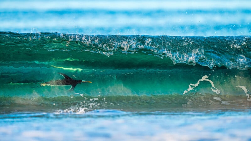 Er werd een vogel gevangen tijdens de vlucht, die leek te surfen in een doorschijnende turquoise golf op het strand, terwijl zonlicht door het water stroomde, waardoor een glinsterend effect ontstond.