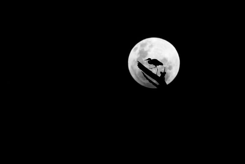 A silhouette of a bird perched on a branch is set against a full moon in a dark night sky. The distinct shape of the bird contrasts sharply with the bright, illuminated moon in the background.