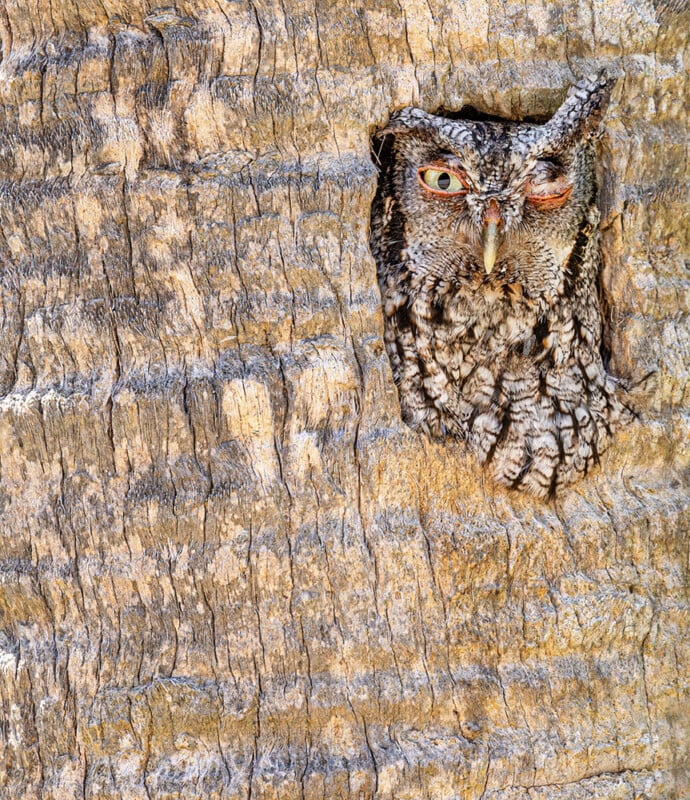 Een gecamoufleerde uil gluurt uit een scheur in de ruwe bast van een boom. De veren van de uil gaan naadloos over in de boomschors, waardoor de uil moeilijk te onderscheiden is van zijn omgeving. Het ene oog is open en het andere knippert.