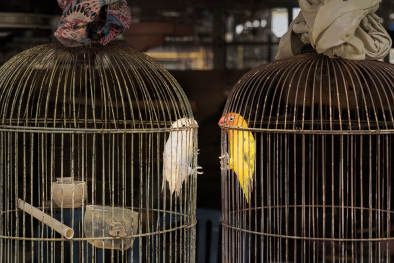 Two birds, one white and one yellow, are seen in separate ornate birdcages. The cages are made of thin metal bars and have fabric coverings on top. The background is dimly lit, focusing the attention on the birds and their cages.