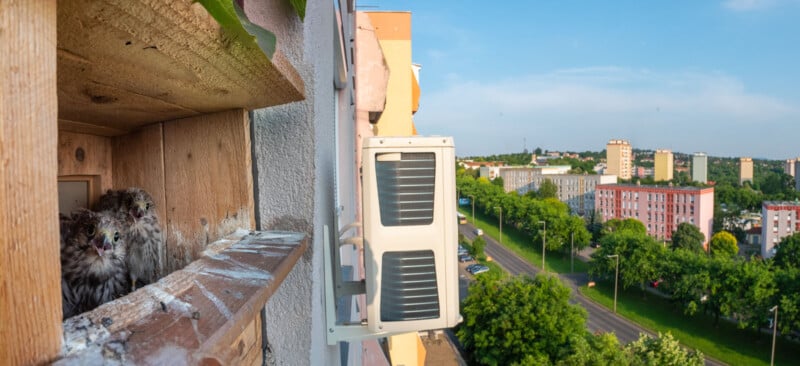 A wooden birdhouse attached to the side of a building houses two nestling birds. The scene overlooks a residential area with apartment buildings, green trees, and a road leading into the distance under a clear blue sky. An air conditioning unit is visible beneath the birdhouse.