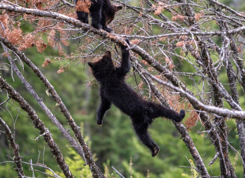 A small black bear cub dangles from a tree branch with one paw while reaching up to another bear cub on a higher branch. The background features green foliage and branches with some dried leaves, creating a natural forest setting.