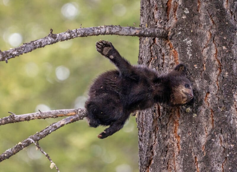 A small black bear cub clings to the side of a large tree trunk, its body pressed against the bark and one hind leg raised, gripping a branch. The background is a blurred mix of green hues, suggesting a forest setting.