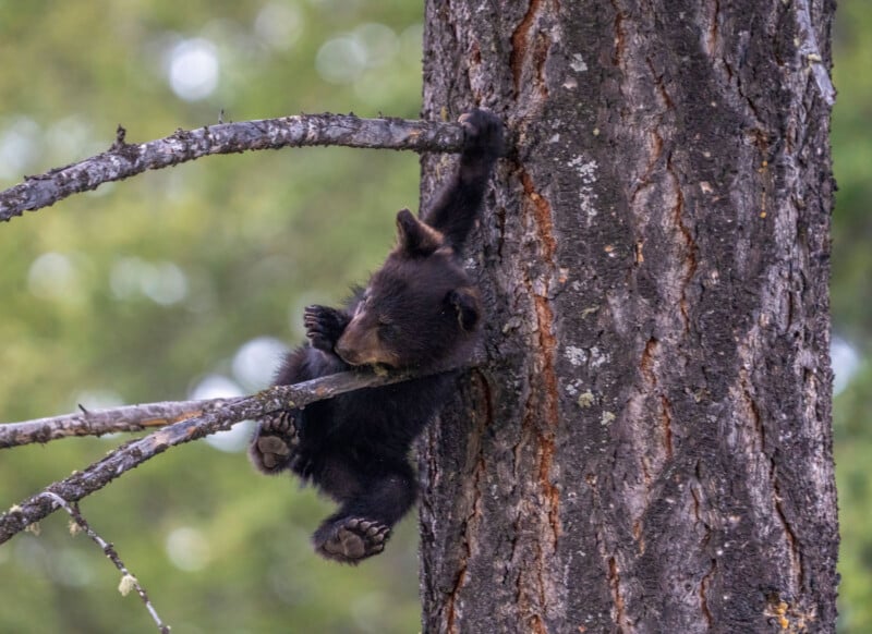 A young black bear cub clings to a tree trunk with one paw while resting its body on a branch. The bear cub appears relaxed and secure, with the forest greenery softly blurred in the background.