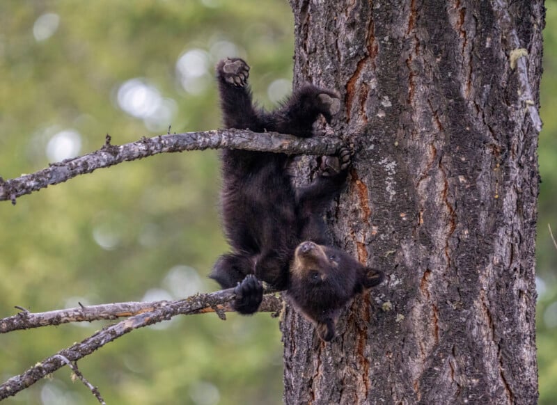 A young black bear cub hangs upside down from a tree branch, clutching it with all four paws while looking up towards the sky. The tree's bark is rough, and a lush, green, out-of-focus forest forms the background.