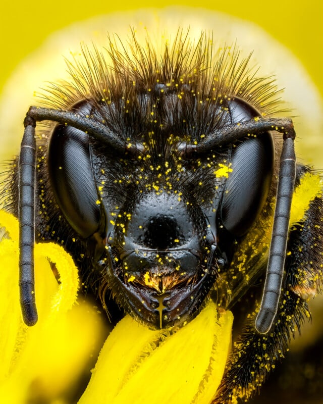 Extreme close-up of a bee's face covered in pollen. The image shows the intricate details of the bee's black eyes, antennae, and fuzzy hairs, with yellow petals from a flower partially visible. The background is a soft yellow, highlighting the bee's features.