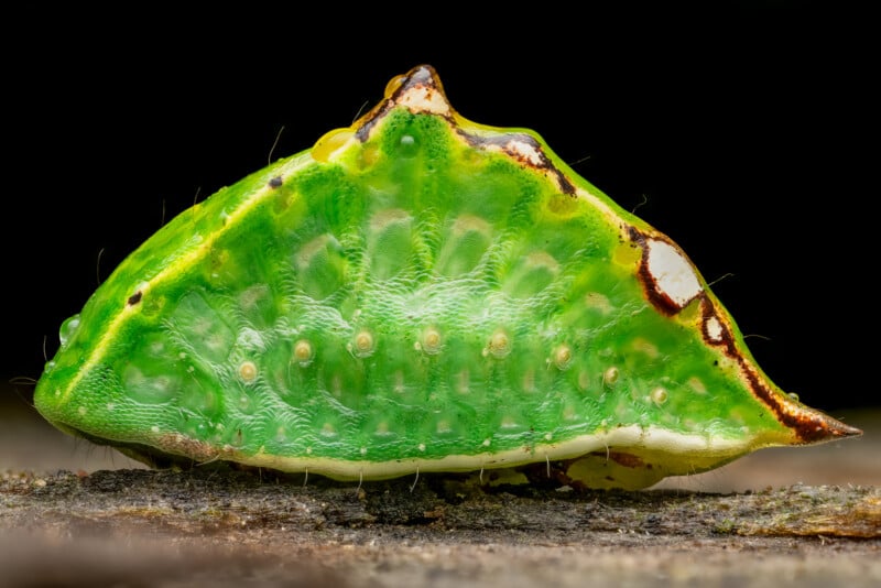 Close-up of a vibrant green butterfly chrysalis with a smooth, segmented surface. Its shape is somewhat angular with small bumps and markings, including white and brown patches, against a dark background.