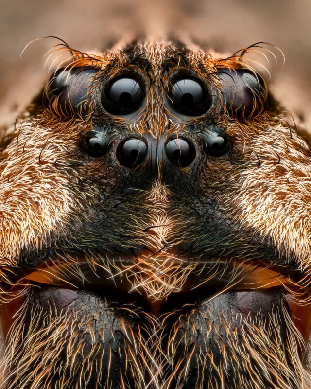 Extreme close-up of a spider's face showing its numerous eyes, detailed fur, and mouthparts. The intricate pattern of its hairy texture and vivid eyes are prominently displayed, highlighting the spider's intricate features and natural design.