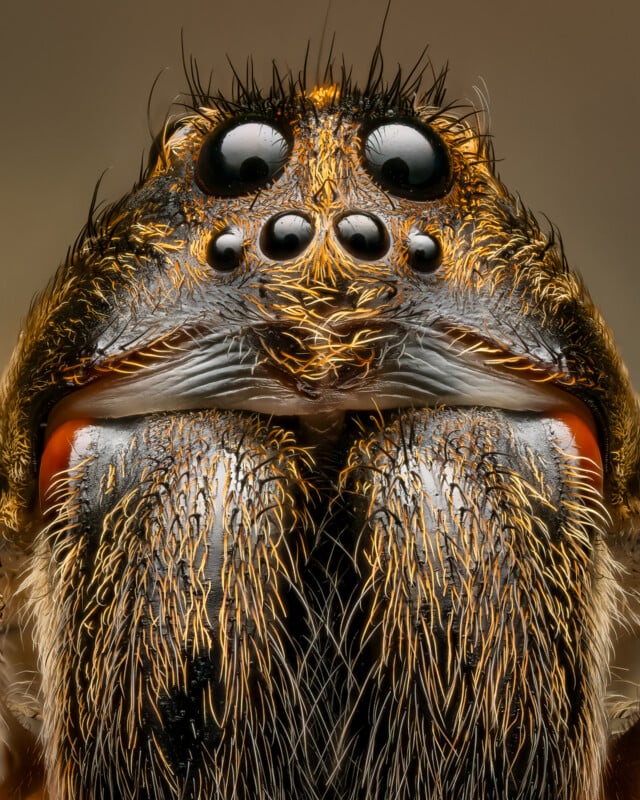 Close-up macro image of a spider's face, showing intricate details of its multiple eyes, fangs, and hairy texture. The spider has prominent black and yellow hairs around its eyes and mouthparts, creating a striking, almost symmetrical appearance.