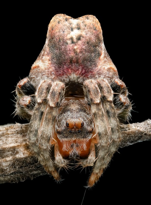 Close-up image of a spider with a detailed view of its hairy head, multiple eyes, and front legs positioned on a twig. The background is black, emphasizing the intricate textures and coloration of the spider's body and legs.