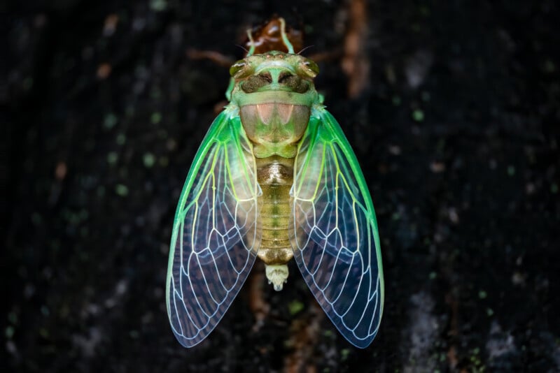 A close-up of a green cicada with translucent wings, perched on a dark, textured surface. The intricate wing patterns and vibrant green hues of the cicada contrast sharply with the dark background.