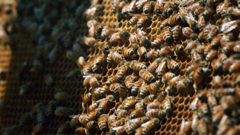 A close-up image showing a dense cluster of honeybees on a honeycomb. The bees are actively engaged in their work, and the intricate pattern of the hexagonal honeycomb cells is clearly visible.