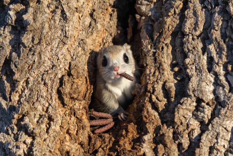 A small, wide-eyed rodent peeks out from a hole in a rough, textured tree trunk. The animal has a seed or nut in its mouth and appears to be holding onto the tree with its tiny paws. The scene is brightly lit, highlighting the contrast between the animal and the bark.