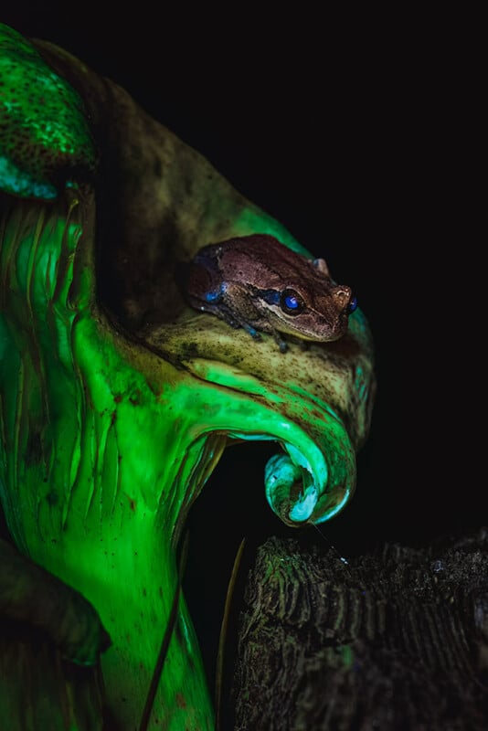 A small frog with textured brown skin and bright blue eyes rests on the tip of a curved, glowing green plant in a dark environment. The illumination from the plant highlights the frog and adds an ethereal quality to the scene.