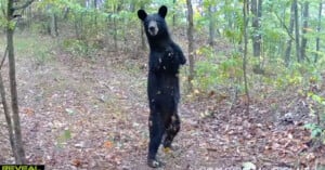 A black bear is standing upright on its hind legs on a forest trail surrounded by trees and foliage. The bear appears alert and attentive, with its front legs slightly elevated, as if in mid-motion. The ground is covered in fallen leaves.