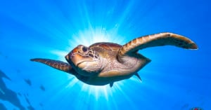 A sea turtle swims underwater with its flippers stretched wide against a backdrop of vibrant blue water. Sunbeams radiate from behind the turtle, creating an illuminated and serene scene.