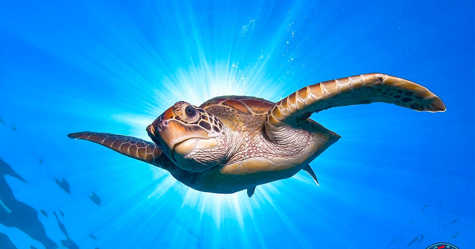 A sea turtle swims underwater with its flippers stretched wide against a backdrop of vibrant blue water. Sunbeams radiate from behind the turtle, creating an illuminated and serene scene.