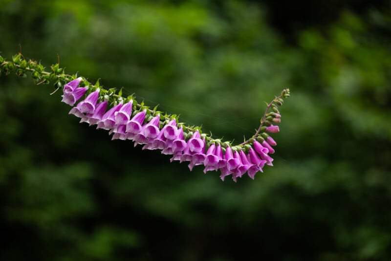 A gracefully curved stem of vibrant purple foxglove flowers blooms against a blurred green background. The flowers, shaped like elongated bells, hang delicately from the stem, creating a striking contrast with the surrounding foliage.