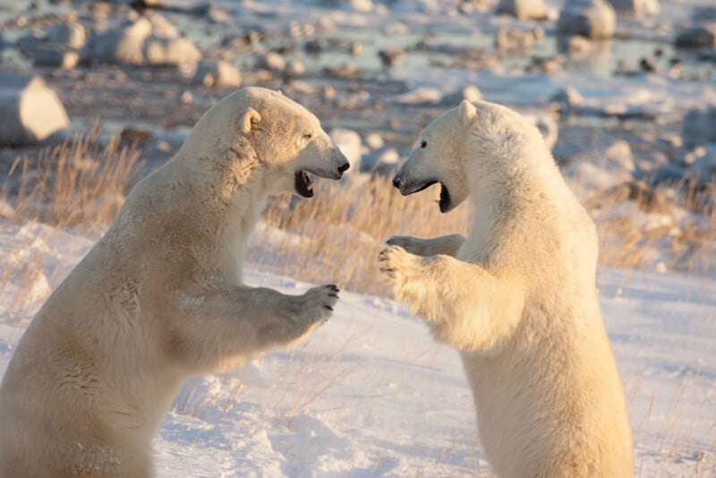 Two polar bears standing on their hind legs with open mouths facing each other as if in a playful or confrontational stance. They are on snow-covered ground with a background of rocks and icy water.