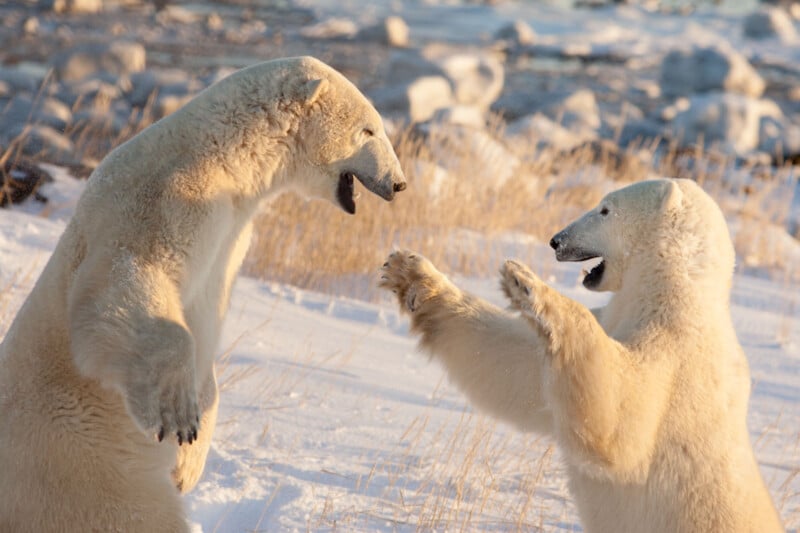 Two polar bears stand on their hind legs facing each other with mouths open, as if engaged in play or conversation, in a snowy and icy environment. Brown grasses are visible among the snow. The background shows a frozen landscape with scattered rocks.