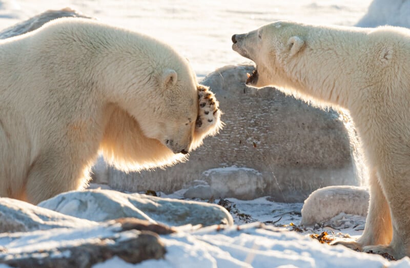 Two polar bears in a snowy landscape interact; one bear on the left lowers its head and raises a paw as if shielding itself, while the other on the right appears to be roaring or communicating intensely. Ice and rocks are visible in the background.