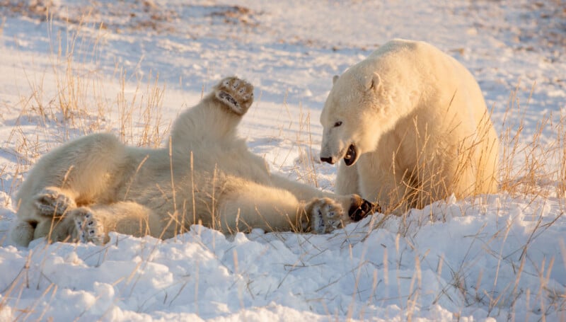 Two polar bears in a snowy landscape. One bear is lying on its back in the snow with its paws in the air, while the other bear stands nearby, seemingly looking at its playful companion. Dry grasses poke through the snow in the background.