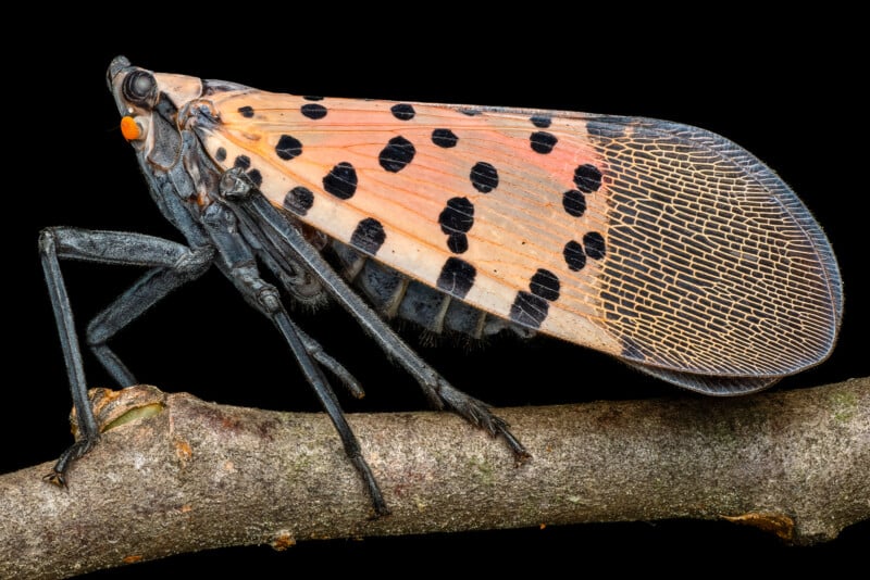 Close-up of a spotted lanternfly perched on a branch against a black background. The insect has a striking appearance with vibrant pinkish-orange wings adorned with black spots and intricate veining, while its black legs and head present a sharp contrast.