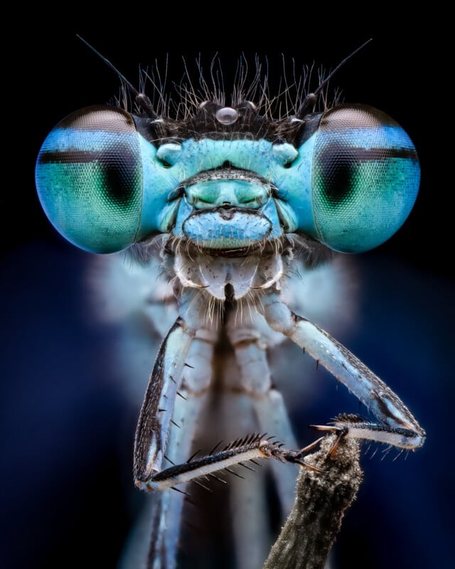 Close-up shot of a dragonfly's face, emphasizing its large, vibrant blue-green eyes and fine hair-like structures on its head. The details of its intricate mouthparts and segmented body parts are sharply visible, set against a dark, blurred background.