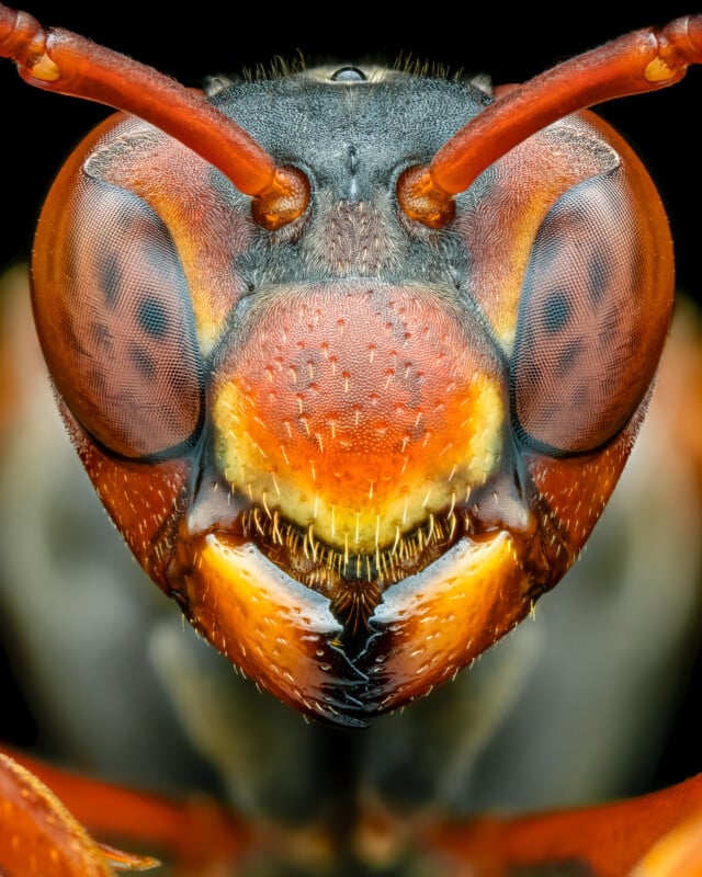 Extreme close-up of a wasp's face, showcasing its compound eyes, mandibles, and intricate textures. The image highlights the sharp details of its reddish-brown exoskeleton, antennae, and fine facial hairs, set against a dark background.