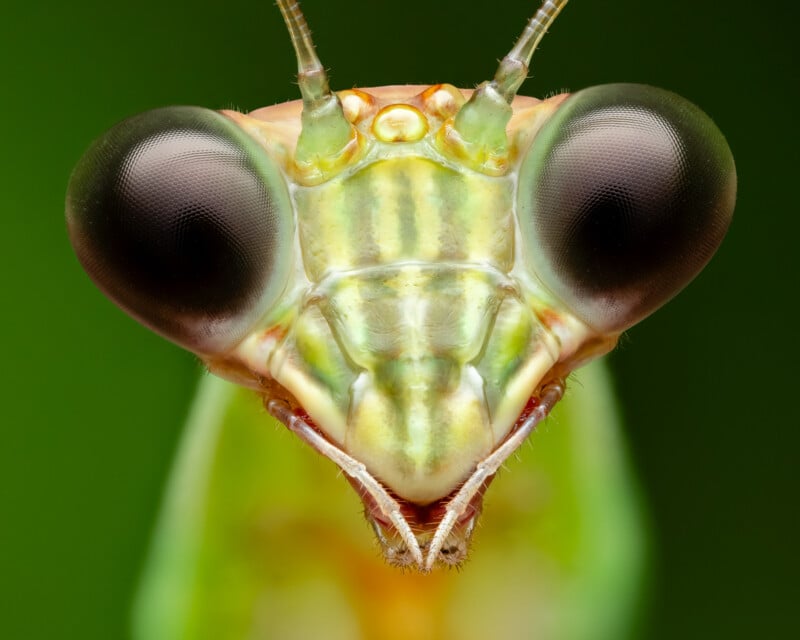 Close-up of a praying mantis' face, showcasing its large, black, hemispherical eyes and intricate details of its green and yellow exoskeleton against a blurred, green background.