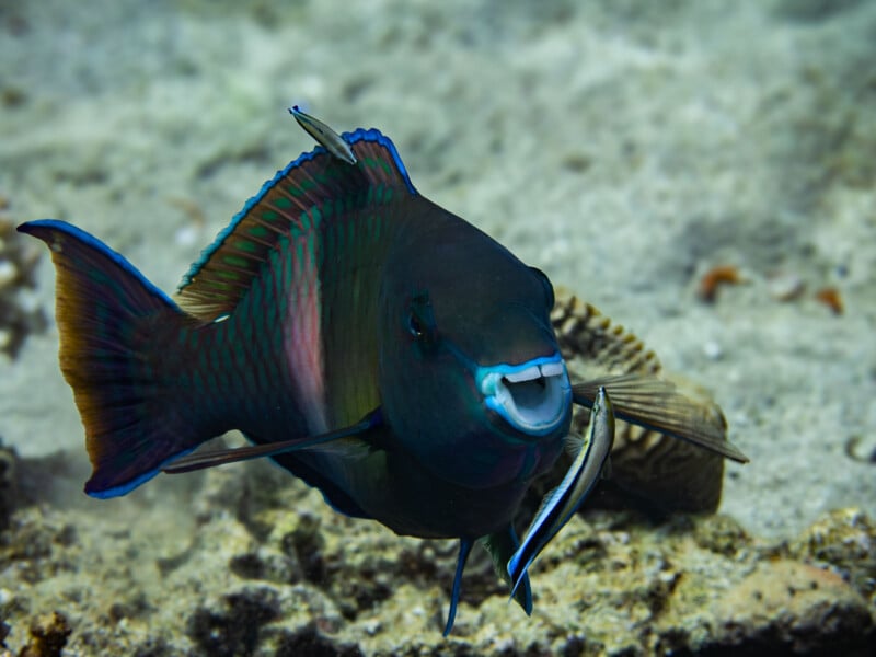 A vibrant parrotfish swims close to the seabed in clear waters. Its body showcases iridescent shades of green, blue, and purple. The fish's distinctive white beak-like mouth stands out against the muted background of sandy ocean floor.