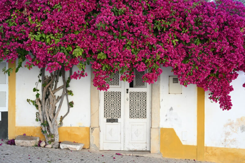 A vibrant scene shows a white building with a yellow base. Above the white wooden door with decorative lattice windows, a lush canopy of magenta bougainvillea flowers cascades down, nearly covering the entrance. The cobblestone ground is scattered with fallen petals.