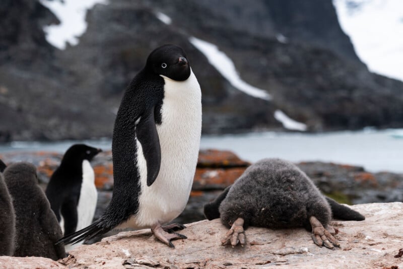 An Adelie penguin stands upright on a rocky surface, with another Adelie chick lying face down nearby. The background reveals a rugged, snow-dusted landscape with a body of water. Another penguin is partially visible to the left.