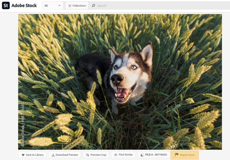 A Siberian Husky with bright blue eyes and a happy expression stands in the middle of a tall wheat field. The sun casts a warm light, highlighting the dog's fur and the wheat stalks surrounding it.