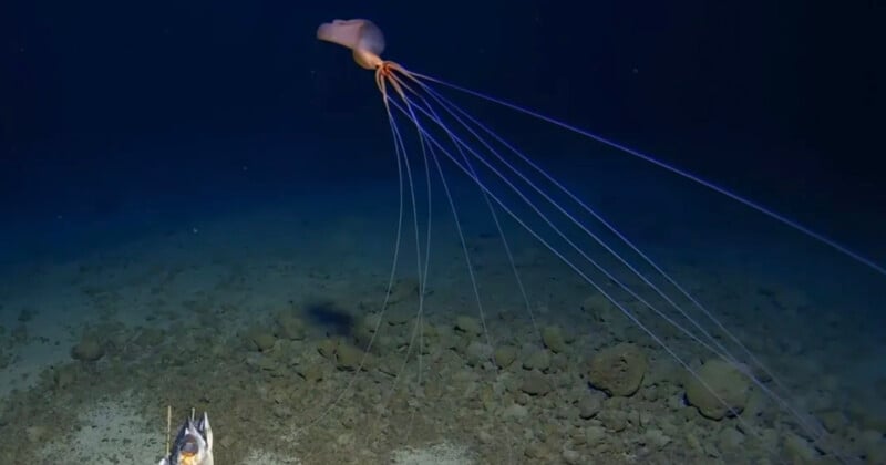 Giant Bigfin Squid Filmed Walking Around on Its 13-Foot-Long Tentacles ...