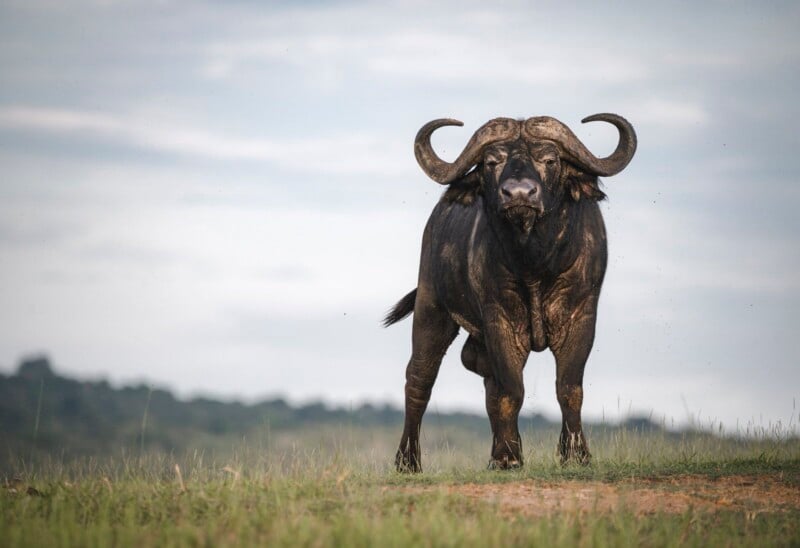 A lone water buffalo stands on grassland with a cloudy sky in the background. Its large, curved horns and sturdy build are prominently visible, while tiny insects hover around. The distant landscape features a blurred tree line.