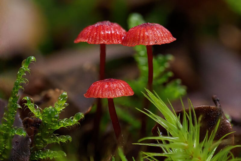 Close-up of three small, vibrant red mushrooms with thin stems standing amidst green moss and foliage. The mushrooms have cap structures with a slightly ribbed texture, creating a striking contrast against the lush, green background.