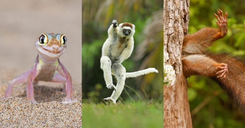 From left to right, the image shows: a close-up of a small, light-colored gecko on sandy terrain, a lemur jumping with one arm raised and tail extended, and the rear view of a red-brown squirrel climbing a tree with its hind legs and tail visible.