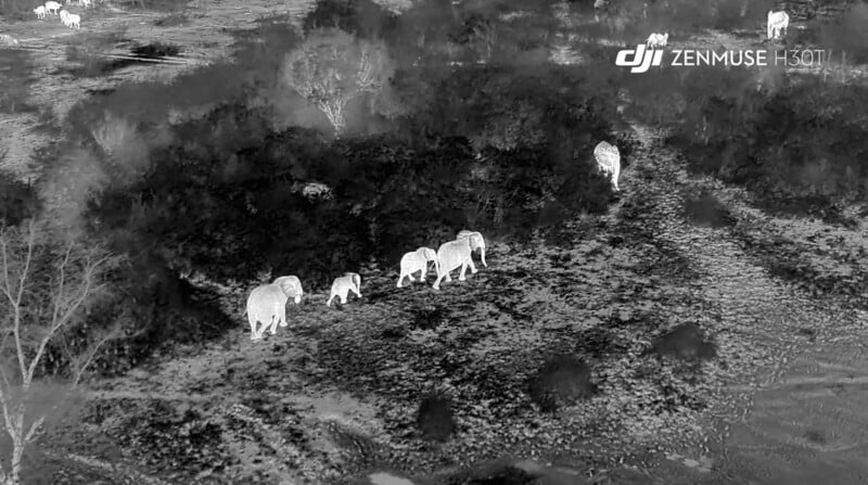 A thermal image shows a herd of six elephants walking through a forested area. Five of the elephants are grouped closely together, while one lags behind. The "DJI ZENMUSE H20T" branding is visible in the upper right corner of the image.