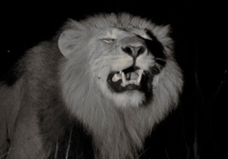 A black and white image of a lion at night with its mouth slightly open, displaying its teeth. The lion's mane is prominent, and it appears to be roaring or growling, with its eyes partially closed.