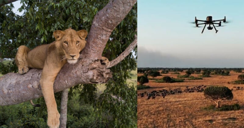 A lion rests on the branch of a tree on the left side of the image. On the right side, a drone flies above a savanna landscape with a herd of animals visible in the distance. The sky is clear with a gentle gradient as it meets the horizon.