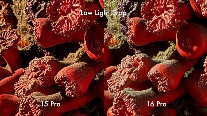 The image compares low light photography of two smartphones, labeled "15 Pro" on the left and "16 Pro" on the right. Close-up of red coral-like structures shows the "16 Pro" image appears sharper and more detailed. Text: "Low Light Crop" at the top.