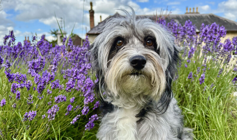 A small, fluffy dog with grey and black fur sits attentively among vibrant purple lavender flowers. The background shows a blurred rural building, a chimney, and a blue sky with fluffy clouds, creating a serene countryside scene.