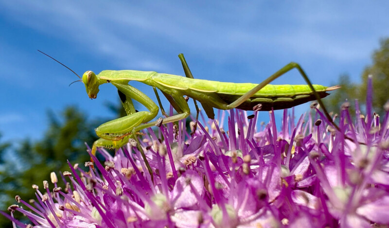 Close-up of a green praying mantis perched on a purple flower under a clear blue sky. The mantis's body is elongated and is seen grasping the flower while its antennae are pointed forward. The background is slightly blurred with shades of blue and green.