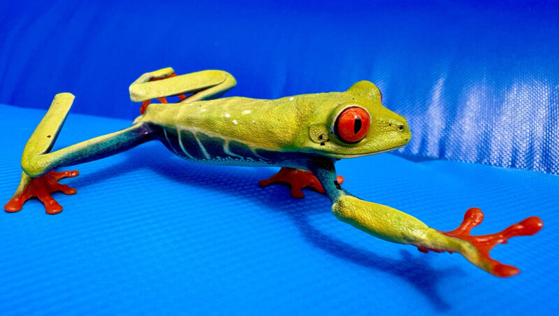 A green frog with vibrant red eyes and orange feet is stretched out on a bright blue textured background. Its body and legs are speckled with small white dots. The frog's pose suggests motion, possibly mid-jump.