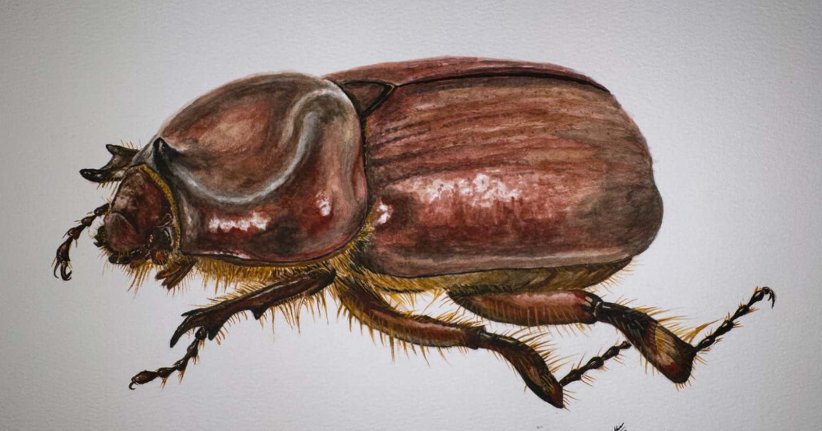 A detailed illustration of a beetle against a plain background. The beetle has a shiny, brownish exoskeleton, prominent legs with small hairs, and curved antennae. The texture and details show reflections on its shell, emphasizing its realistic appearance.