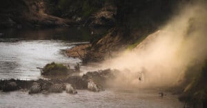 Zebras and wildebeests crossing a river amidst a cloud of dust, with rocky terrain and dense foliage in the backdrop. The animals create ripples in the water as they move, emphasizing the dynamic nature of the scene.