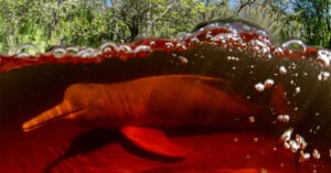 An Amazon river dolphin swims just below the surface of reddish-brown water, which ripples and reflects the surrounding forest greenery above. Sunlight highlights the dolphin's distinctive pink hue against the murky background.